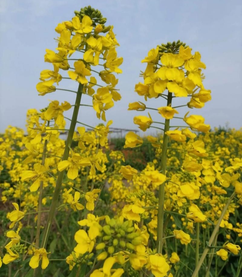 沣油杂979油菜种子秋季高产油多矮杆不倒伏油菜花孑