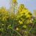 沣油杂979油菜种子秋季高产油多矮杆不倒伏油菜花孑