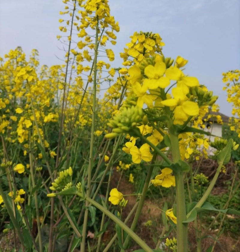 沣油杂979油菜种子秋季高产油多矮杆不倒伏油菜花孑