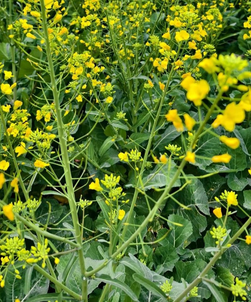 沣油杂979油菜种子秋季高产油多矮杆不倒伏油菜花孑