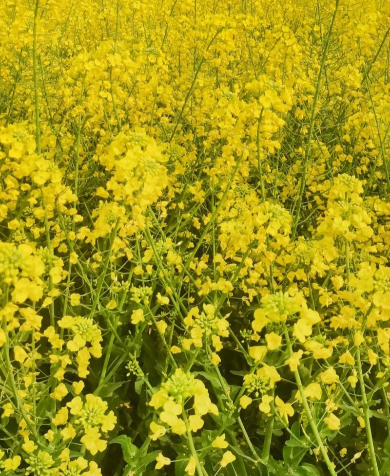 沣油杂979油菜种子秋季高产油多矮杆不倒伏油菜花孑