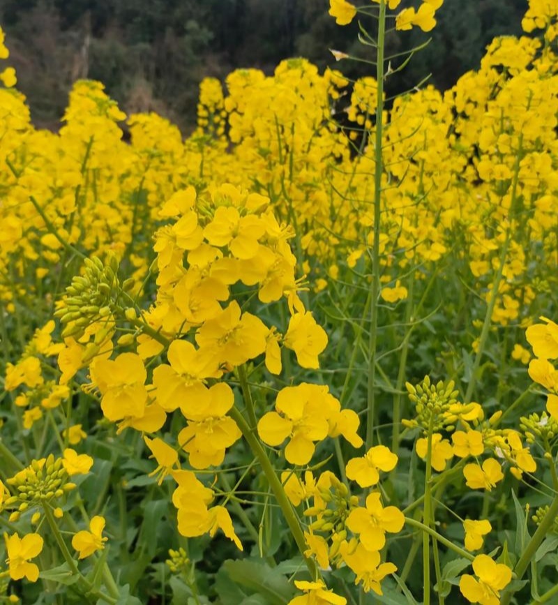 沣油杂979油菜种子秋季高产油多矮杆不倒伏油菜花孑