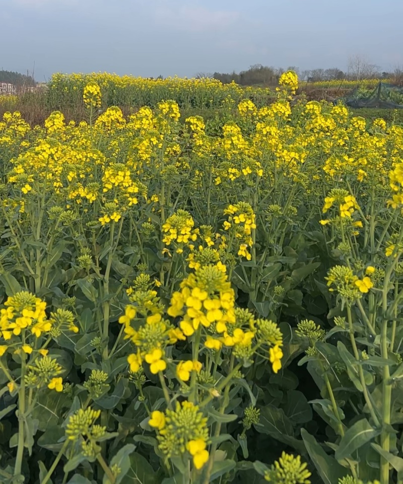 沣油杂979油菜种子秋季高产油多矮杆不倒伏油菜花孑