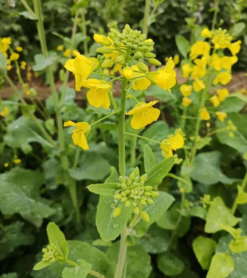 沣油杂979油菜种子秋季高产油多矮杆不倒伏油菜花孑