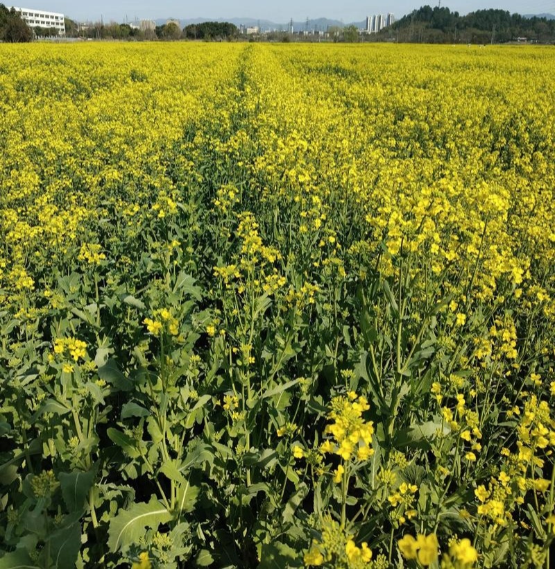 沣油杂979油菜种子秋季高产油多矮杆不倒伏油菜花孑