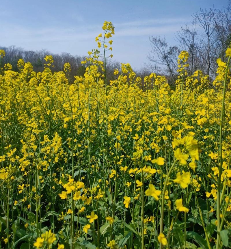 沣油杂979油菜种子秋季高产油多矮杆不倒伏油菜花孑