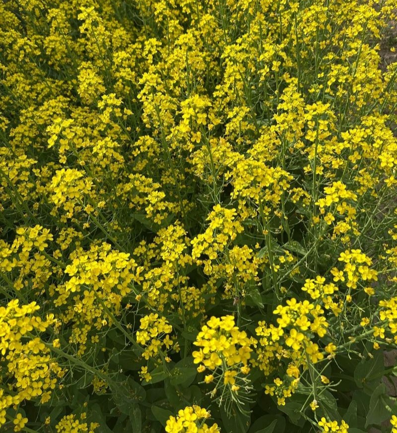 沣油杂979油菜种子秋季高产油多矮杆不倒伏油菜花孑