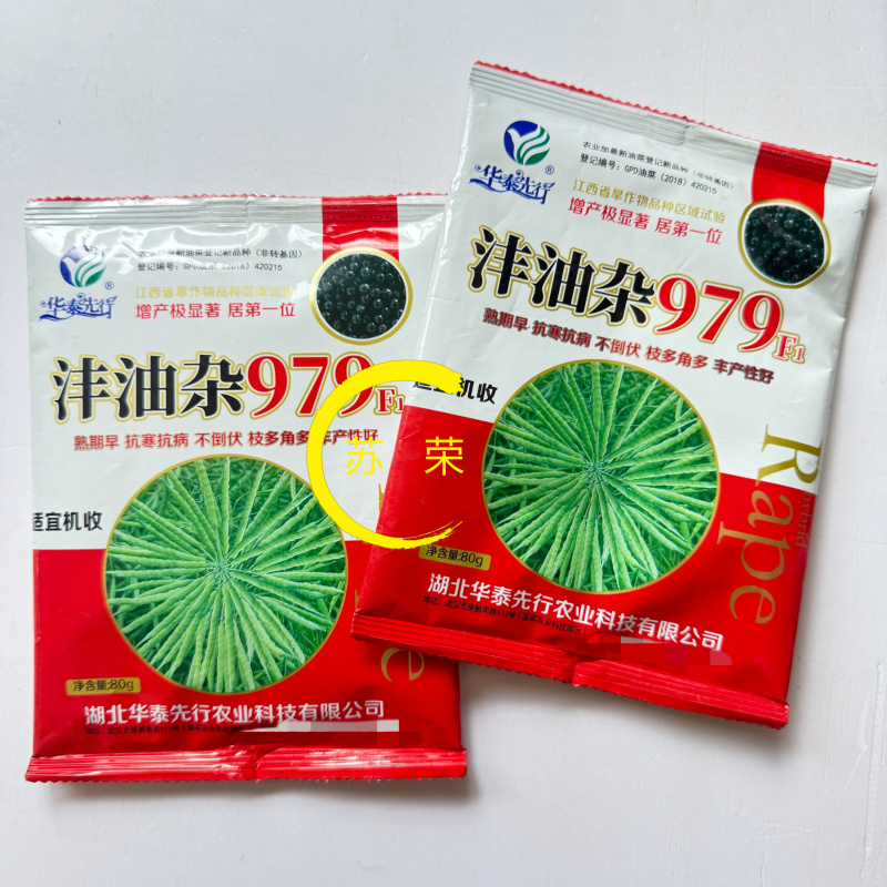 沣油杂979油菜种子秋季高产油多矮杆不倒伏油菜花孑