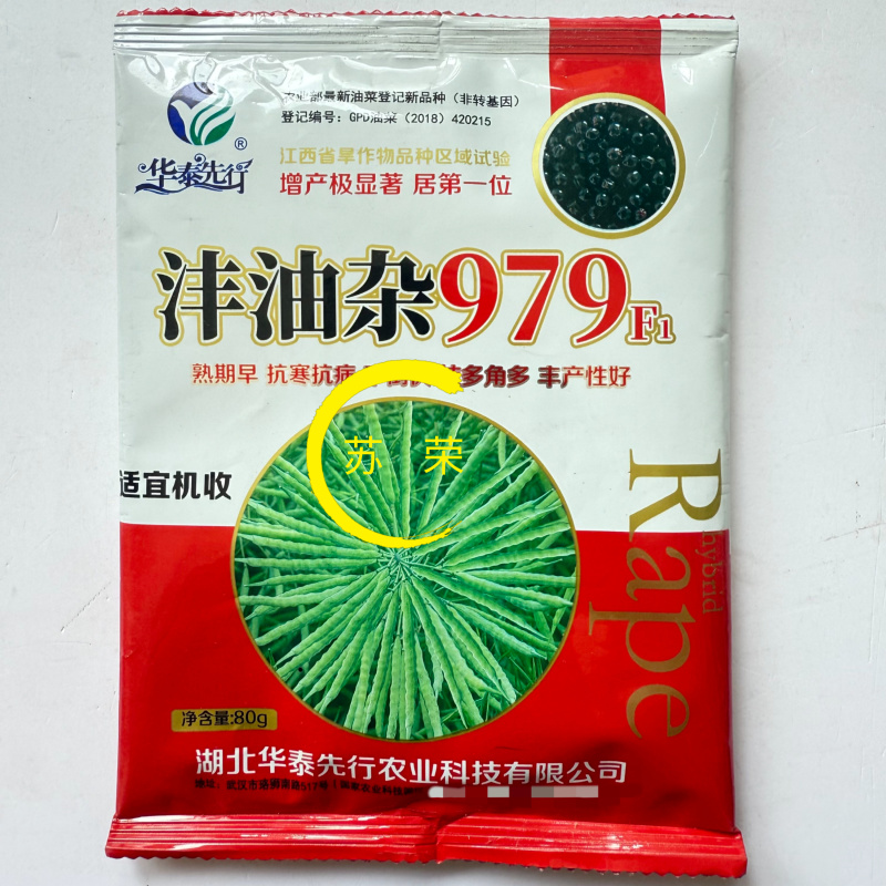 沣油杂979油菜种子秋季高产油多矮杆不倒伏油菜花孑