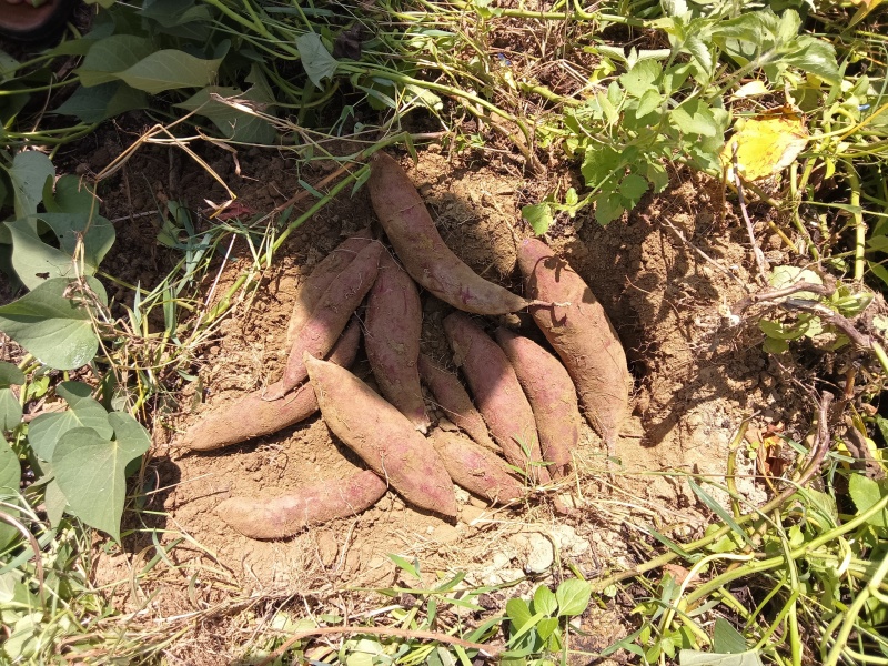 精品紫薯支持各种规格