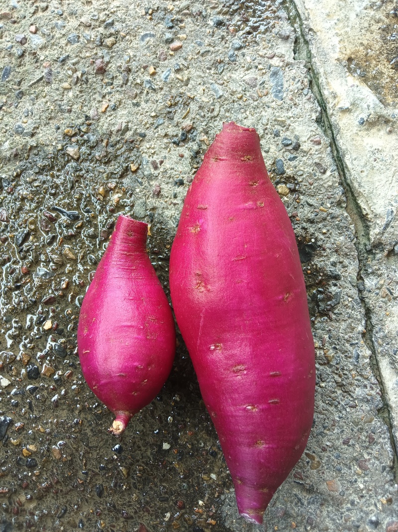精品紫薯支持各种规格