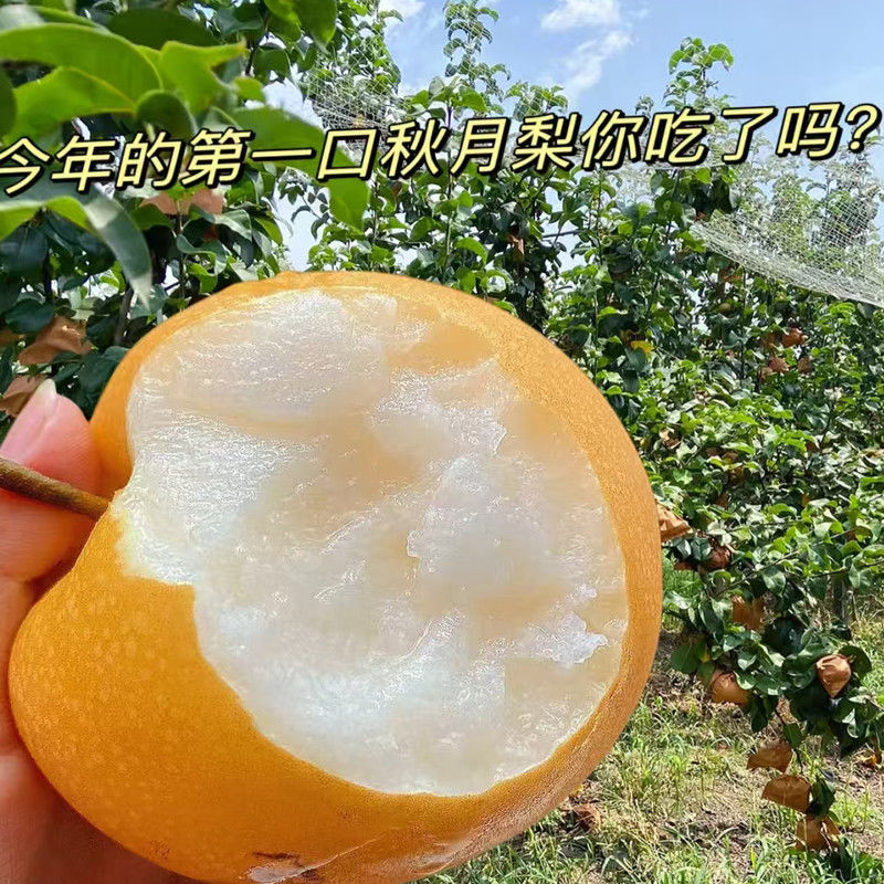 《畅销推荐》正宗山东秋月梨基地直发对接商超团购一条龙