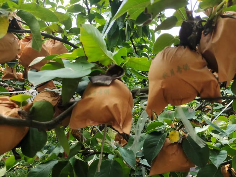 《畅销推荐》正宗山东秋月梨基地直发对接商超团购一条龙