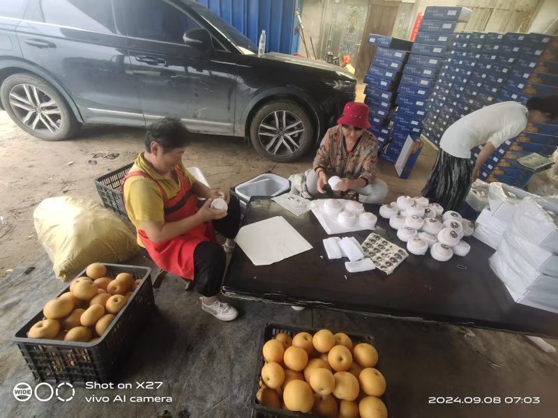 《畅销推荐》正宗山东秋月梨基地直发对接商超团购一条龙