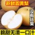 《畅销推荐》山东圆黄梨对接商超电商团购一条龙