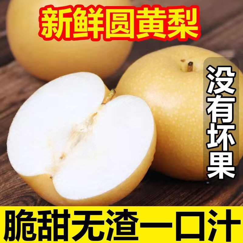 《畅销推荐》山东圆黄梨对接商超电商团购一条龙