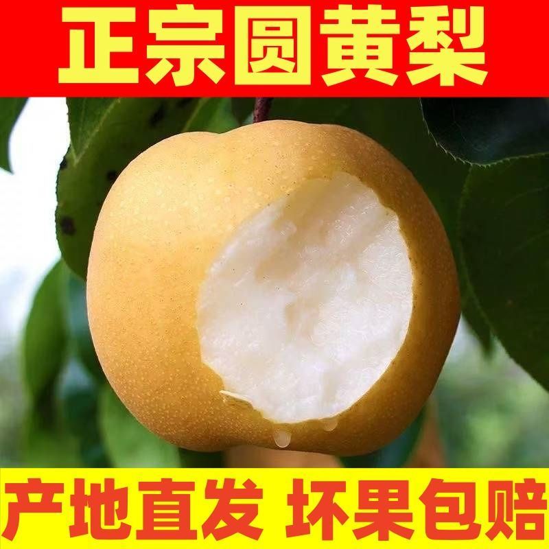 《畅销推荐》山东圆黄梨对接商超电商团购一条龙