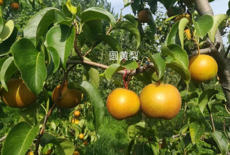《畅销推荐》山东圆黄梨对接商超电商团购一条龙