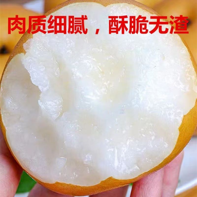 《畅销推荐》正宗山东新高梨基地直发对接全国保质保量售后