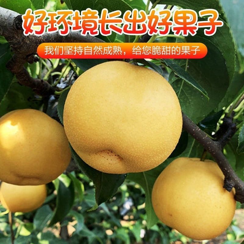 《畅销推荐》正宗山东新高梨基地直发对接全国保质保量售后