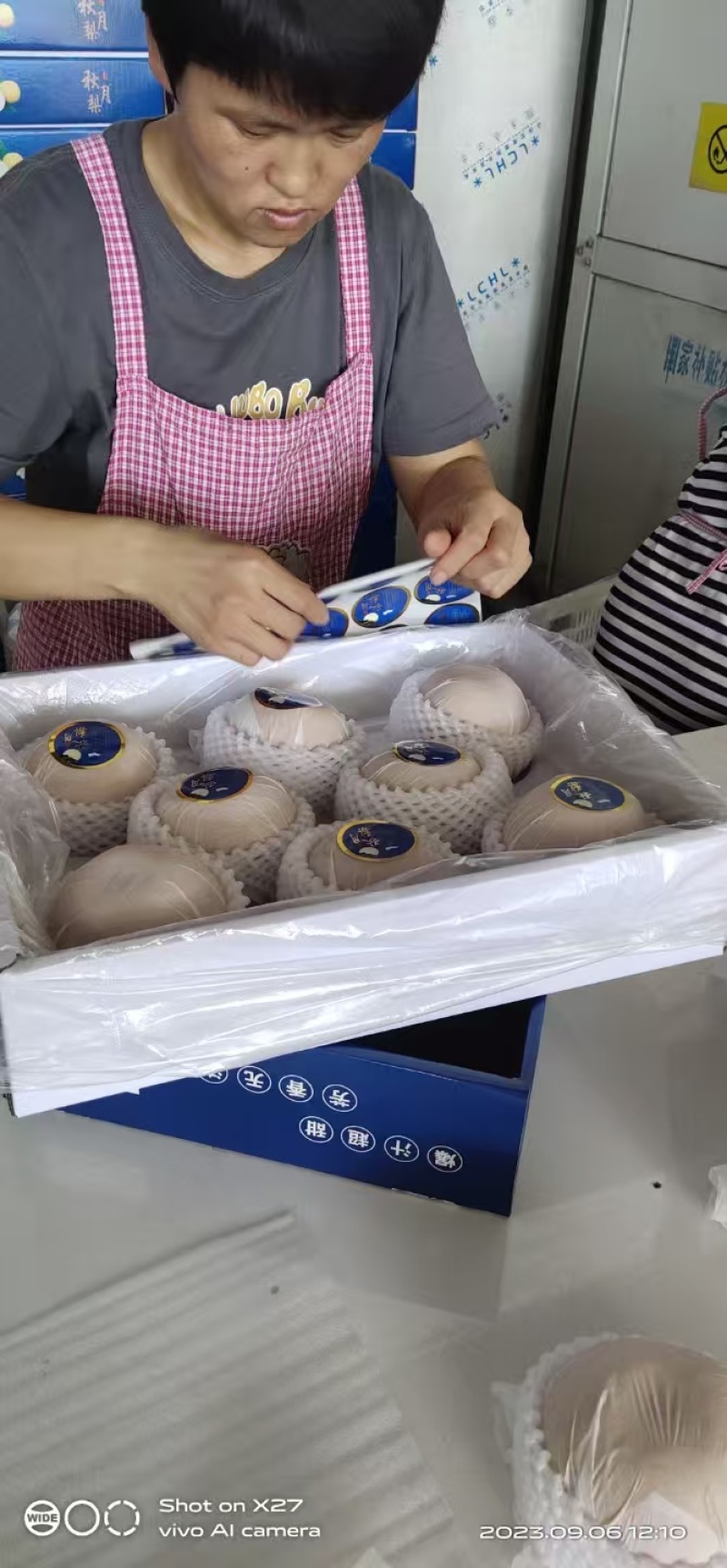 《畅销推荐》正宗山东新高梨基地直发对接全国保质保量售后