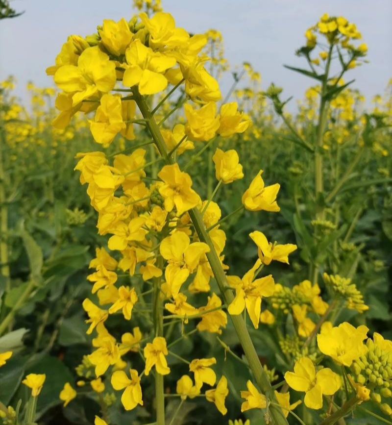 沣油杂776油菜种子矮杆高产油多不倒伏油菜花孑榨油秋播