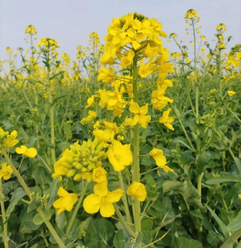 沣油杂776油菜种子矮杆高产油多不倒伏油菜花孑榨油秋播