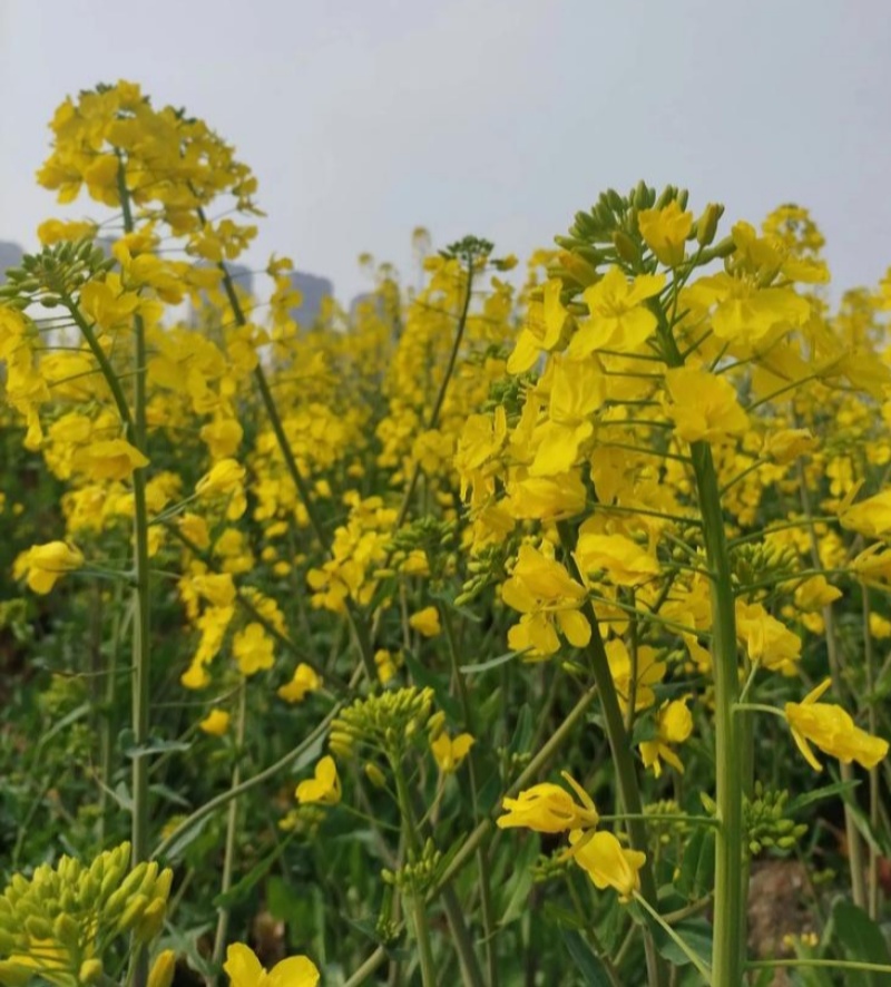 沣油杂776油菜种子矮杆高产油多不倒伏油菜花孑榨油秋播
