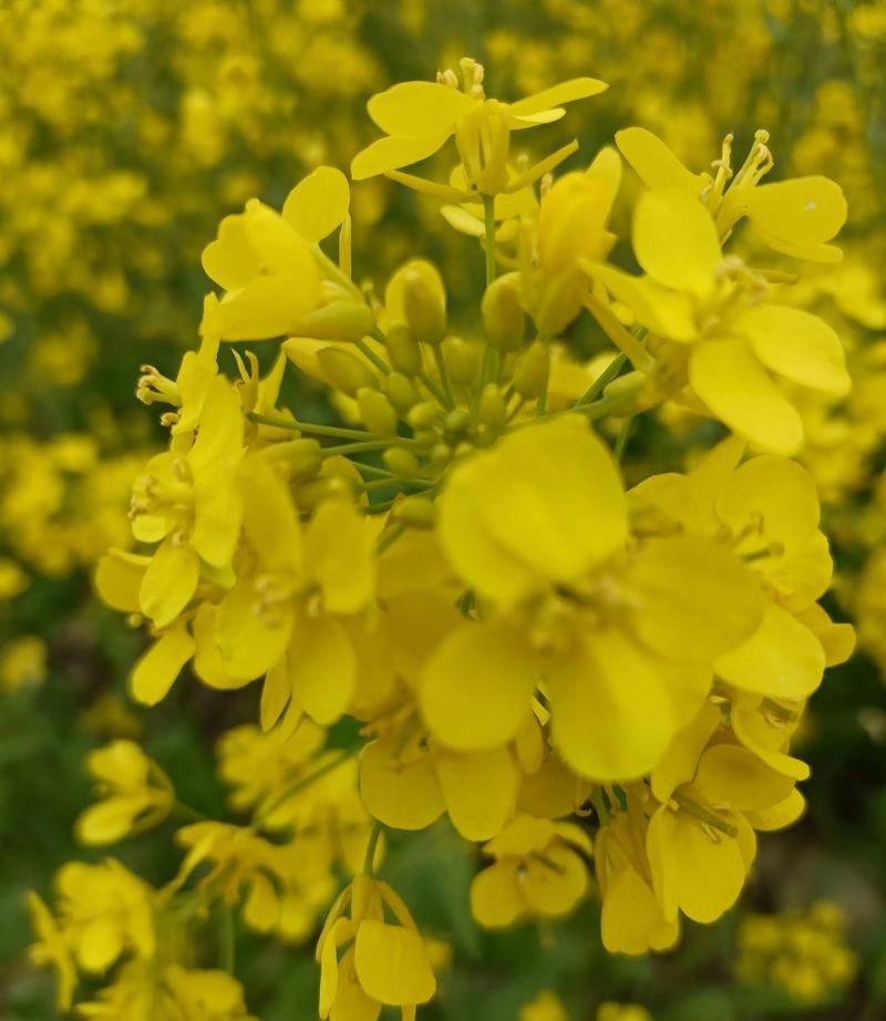 沣油杂776油菜种子矮杆高产油多不倒伏油菜花孑榨油秋播