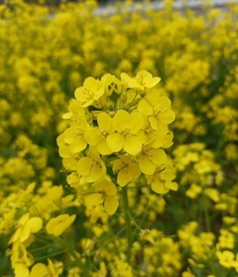 沣油杂776油菜种子矮杆高产油多不倒伏油菜花孑榨油秋播
