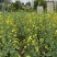 沣油杂776油菜种子矮杆高产油多不倒伏油菜花孑榨油秋播