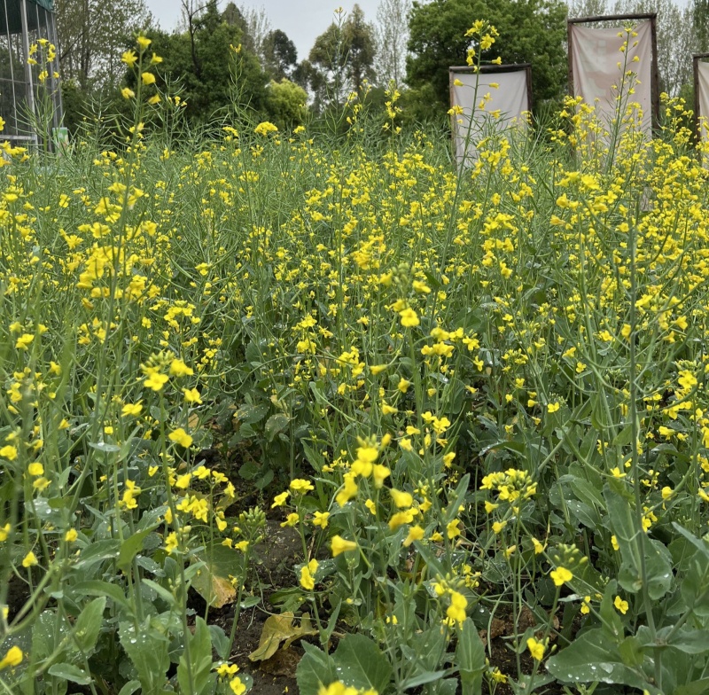 沣油杂776油菜种子矮杆高产油多不倒伏油菜花孑榨油秋播