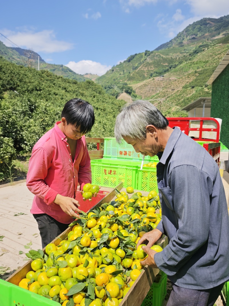 供应蜜桔，当天采摘，当天发货，我是产地代办