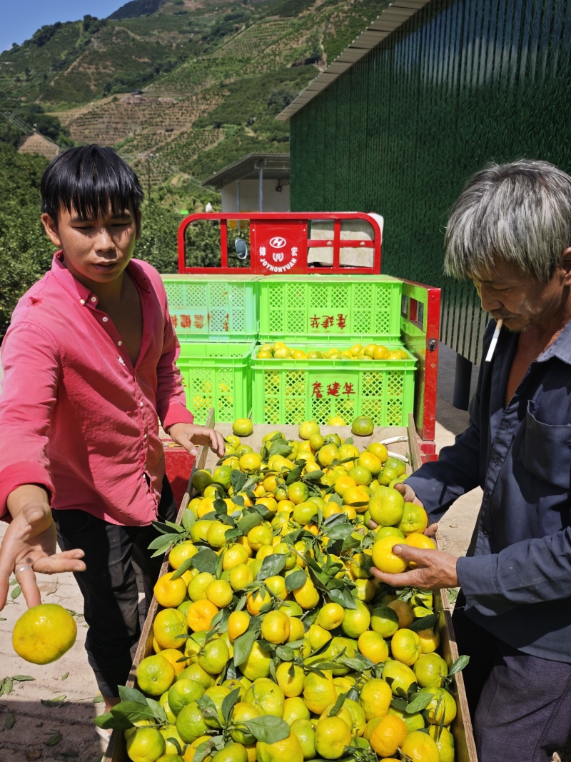 供应蜜桔，当天采摘，当天发货，我是产地代办