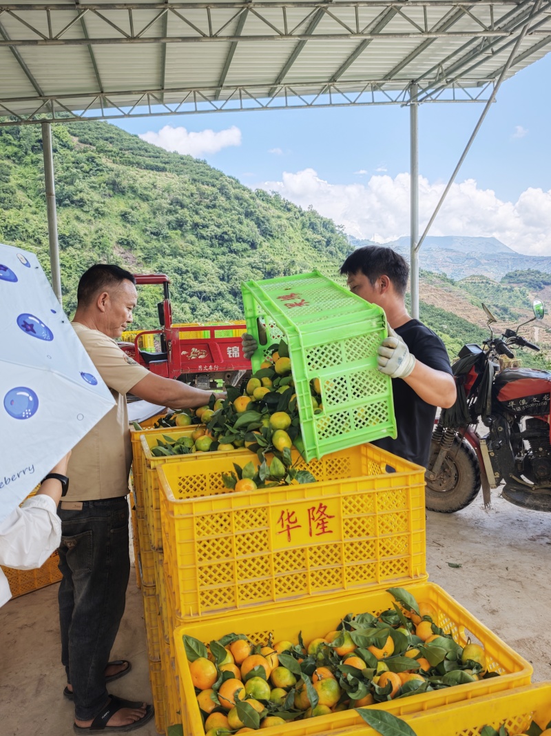 供应蜜桔，当天采摘，当天发货，我是产地代办