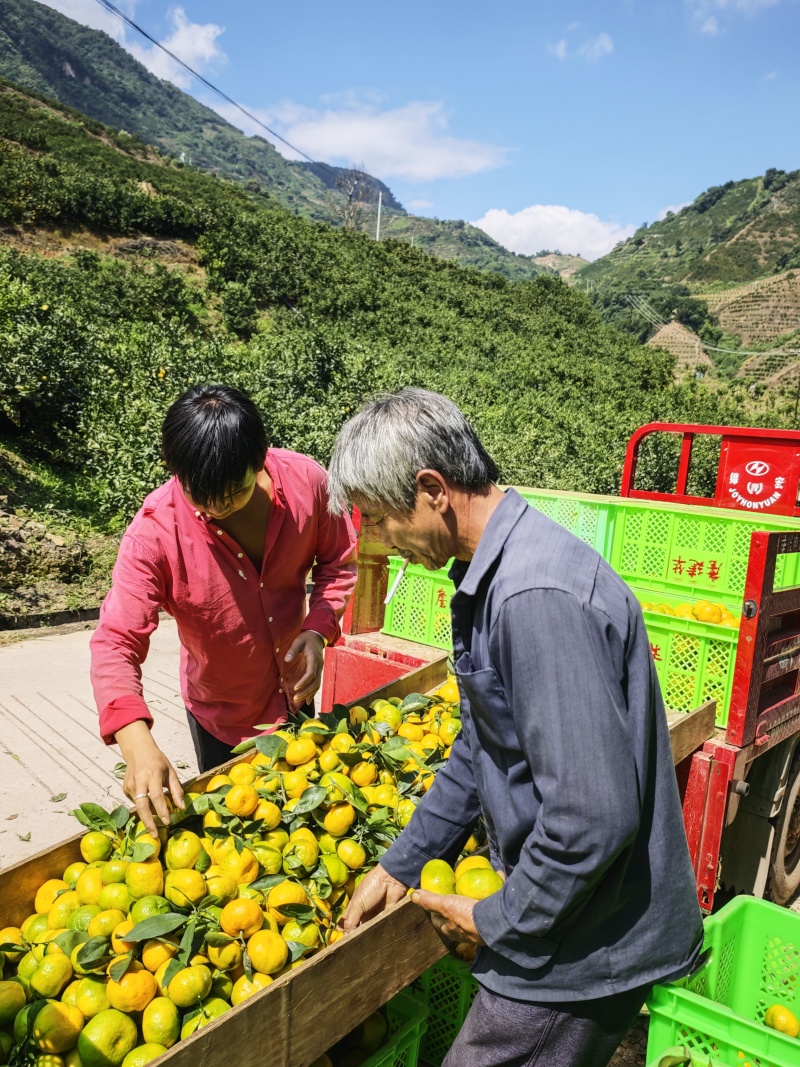 供应蜜桔，当天采摘，当天发货，我是产地代办