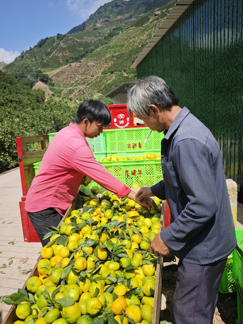 供应蜜桔，当天采摘，当天发货，我是产地代办