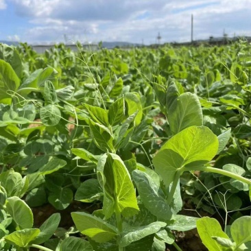 四季芽苗菜黑芽豌豆苗种子苗芽菜型掐尖食用质地柔嫩清香豌豆
