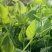四季芽苗菜黑芽豌豆苗种子苗芽菜型掐尖食用质地柔嫩清香豌豆