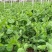 四季芽苗菜黑芽豌豆苗种子苗芽菜型掐尖食用质地柔嫩清香豌豆
