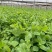 四季芽苗菜黑芽豌豆苗种子苗芽菜型掐尖食用质地柔嫩清香豌豆