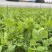 四季芽苗菜黑芽豌豆苗种子苗芽菜型掐尖食用质地柔嫩清香豌豆