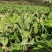 四季芽苗菜黑芽豌豆苗种子苗芽菜型掐尖食用质地柔嫩清香豌豆