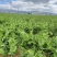四季芽苗菜黑芽豌豆苗种子苗芽菜型掐尖食用质地柔嫩清香豌豆