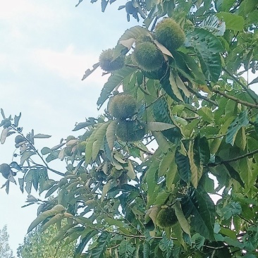 板栗球