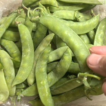 食荚荷兰豆种子绿美珍宝豆种籽高产耐冷脆甜农家四季蔬菜孑