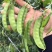 食荚荷兰豆种子绿美珍宝豆种籽高产耐冷脆甜农家四季蔬菜孑