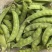 食荚荷兰豆种子绿美珍宝豆种籽高产耐冷脆甜农家四季蔬菜孑