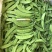 食荚荷兰豆种子绿美珍宝豆种籽高产耐冷脆甜农家四季蔬菜孑