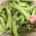 食荚荷兰豆种子绿美珍宝豆种籽高产耐冷脆甜农家四季蔬菜孑